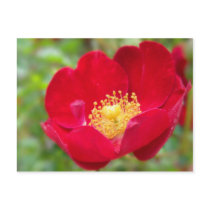 Roses Are Red Postcard