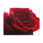 Roses are red postcards