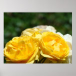 Roses art prints Yellow Rose Flowers Floral print