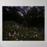 Roses at  posters