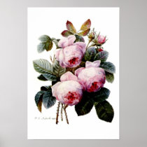 Roses by Redoute Posters