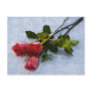 Roses in the Snow