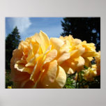 ROSES Peach Rose Flowers 3 Art Prints Posters Art