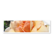 ROSES Peach Rose Flowers Cards Gifts Mugs