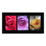 Roses photo cards
