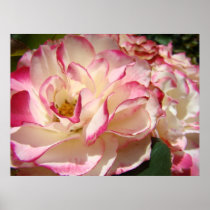 ROSES Pink Rose Flowers Art Prints Posters Art