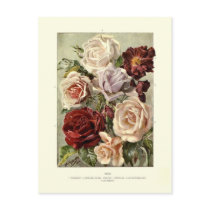 Roses Postcards