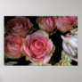 Roses Poster