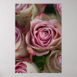 Roses Poster posters
