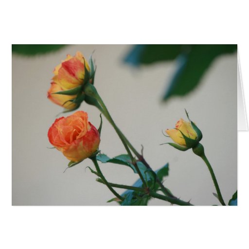 Roses Reaching for the Sun in Harmony Greeting Cards