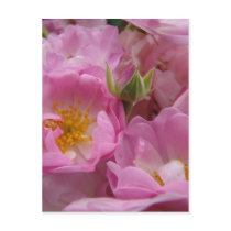 ROSES ROSE FLOWERS 1 POST CARDS POST CARD