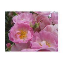 ROSES ROSE FLOWERS 1 POST CARDS POST CARD