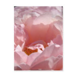 ROSES ROSE FLOWERS 2 POST CARDS POST CARD postcards