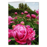 Roses roses roses greeting card