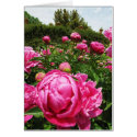 Roses roses roses cards