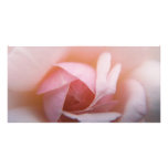 Roses Roses Roses photo cards