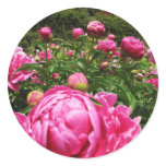 Roses roses roses stickers