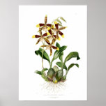 Rossioglossum grande by Miss Drake. posters