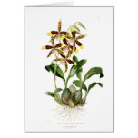 Rossioglossum grande cards