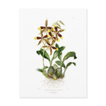 Rossioglossum grande postcards