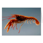 Rosy Lobsterette Greeting Card