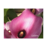 "Rosy Pink Callas" postcards
