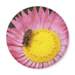 Rosy Sunray and Hoverfly Magnet
