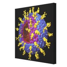 Rotavirus 2 stretched canvas print