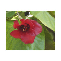 Rote Blüte Galerie Falt Leinwand