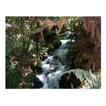 Rotorua NZ Salmon Stream Postcard