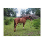 Rotthorse postcards