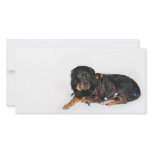 Rottie Christmas booboo photo cards