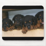 rottie pups mousepads