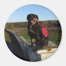 Rottweiler Backpacking Refrigerator Magnets