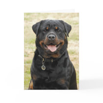 Rottweiler Birthday Card
