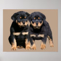 Rottweiler Buddies Print