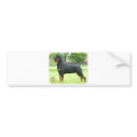 Rottweiler bumper stickers