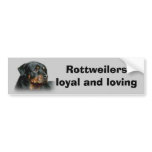 Rottweiler Bumper Sticker bumper stickers