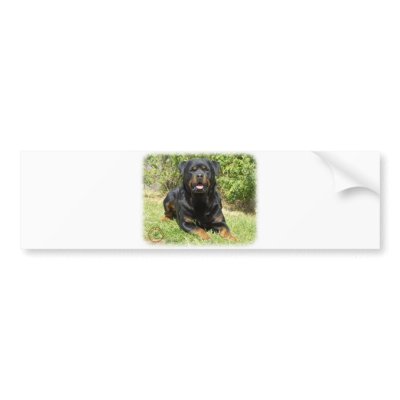 Rottweiler Bumper Stickers by TraffordPhotos