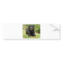 Rottweiler bumper stickers