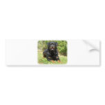 Rottweiler bumper stickers