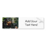 Rottweiler bumper stickers