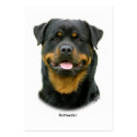 Rottweiler business cards