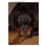 Rottweiler cards