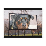 Rottweiler Dog Postcard