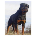 Rottweiler flyers