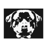 Rottweiler Gifts - Postcard