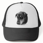 Rottweiler-Lab Mix hats