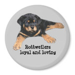 Rottweiler Magnet