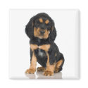 Rottweiler Magnet